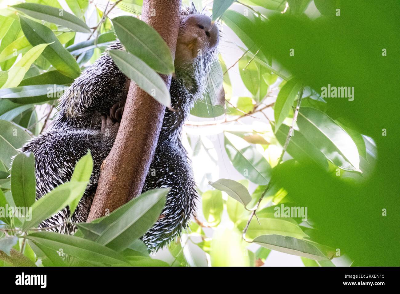 Pays-Bas, Amsterdam le 2022-09-22. Photographie animalière au zoo Artis à Amsterdam. Photographie de Martin Bertrand. Pays-Bas, Amsterdam le 2022-09-22. Banque D'Images
