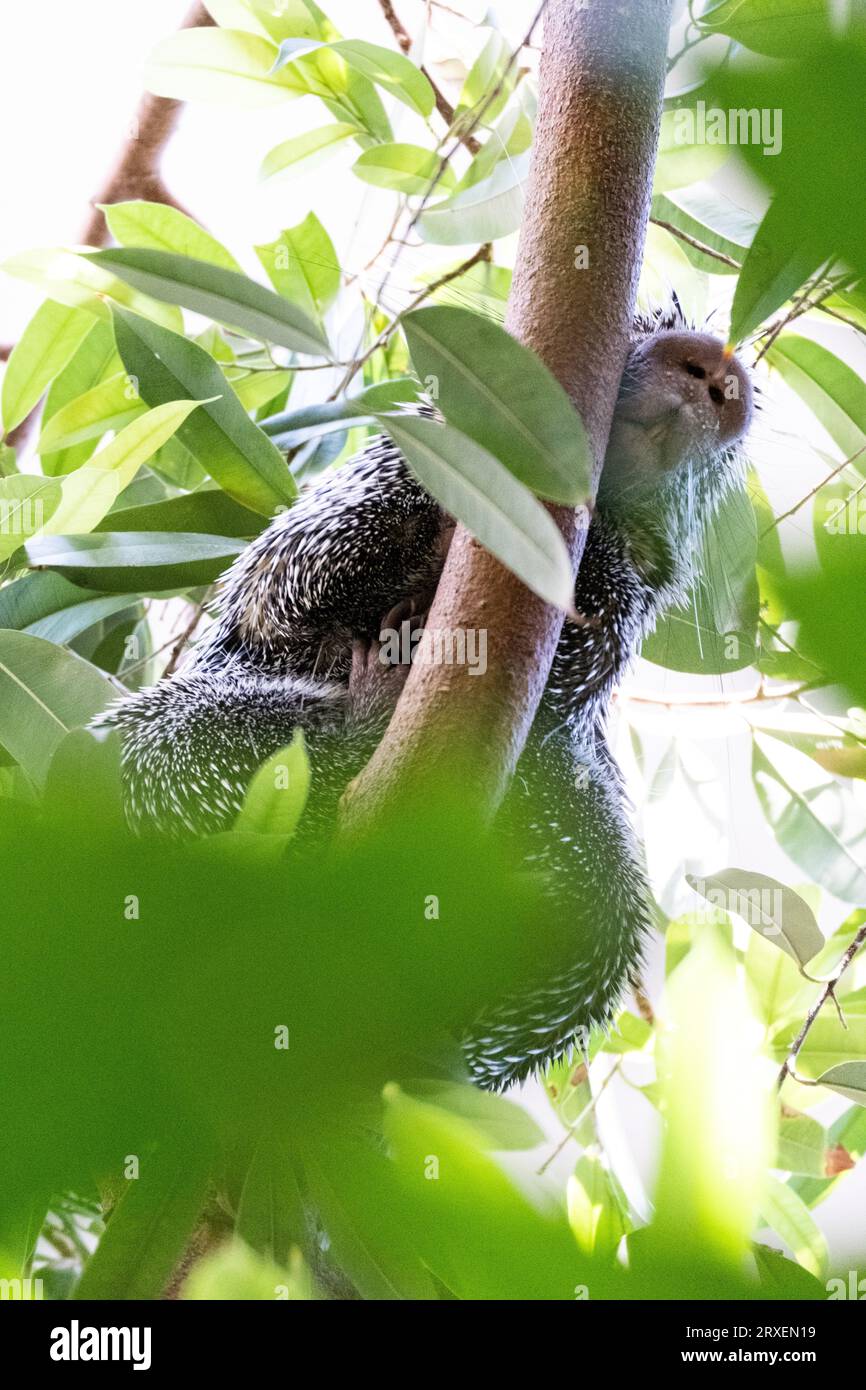 Pays-Bas, Amsterdam le 2022-09-22. Photographie animalière au zoo Artis à Amsterdam. Photographie de Martin Bertrand. Pays-Bas, Amsterdam le 2022-09-22. Banque D'Images