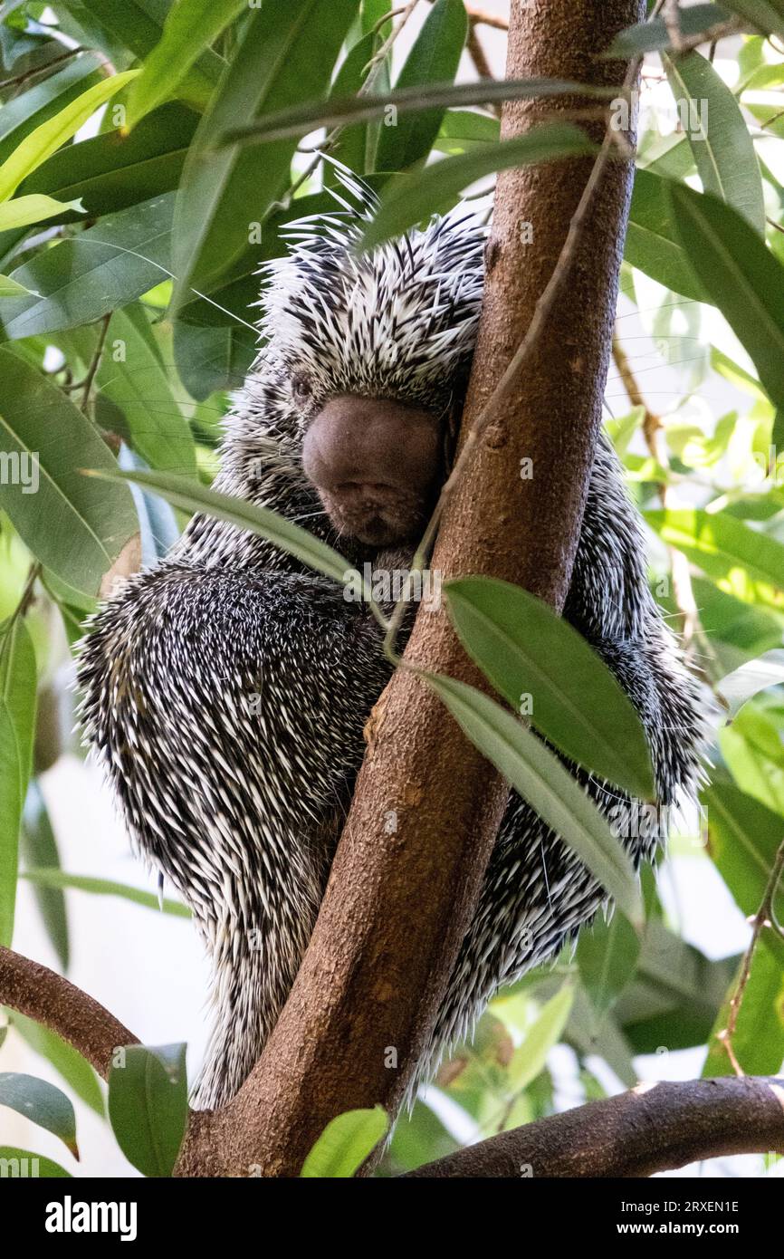 Pays-Bas, Amsterdam le 2022-09-22. Photographie animalière au zoo Artis à Amsterdam. Photographie de Martin Bertrand. Pays-Bas, Amsterdam le 2022-09-22. Banque D'Images