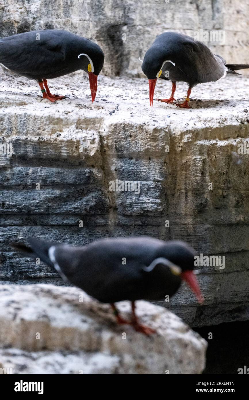 Pays-Bas, Amsterdam le 2022-09-22. Photographie animalière au zoo Artis à Amsterdam. Photographie de Martin Bertrand. Pays-Bas, Amsterdam le 2022-09-22. Banque D'Images
