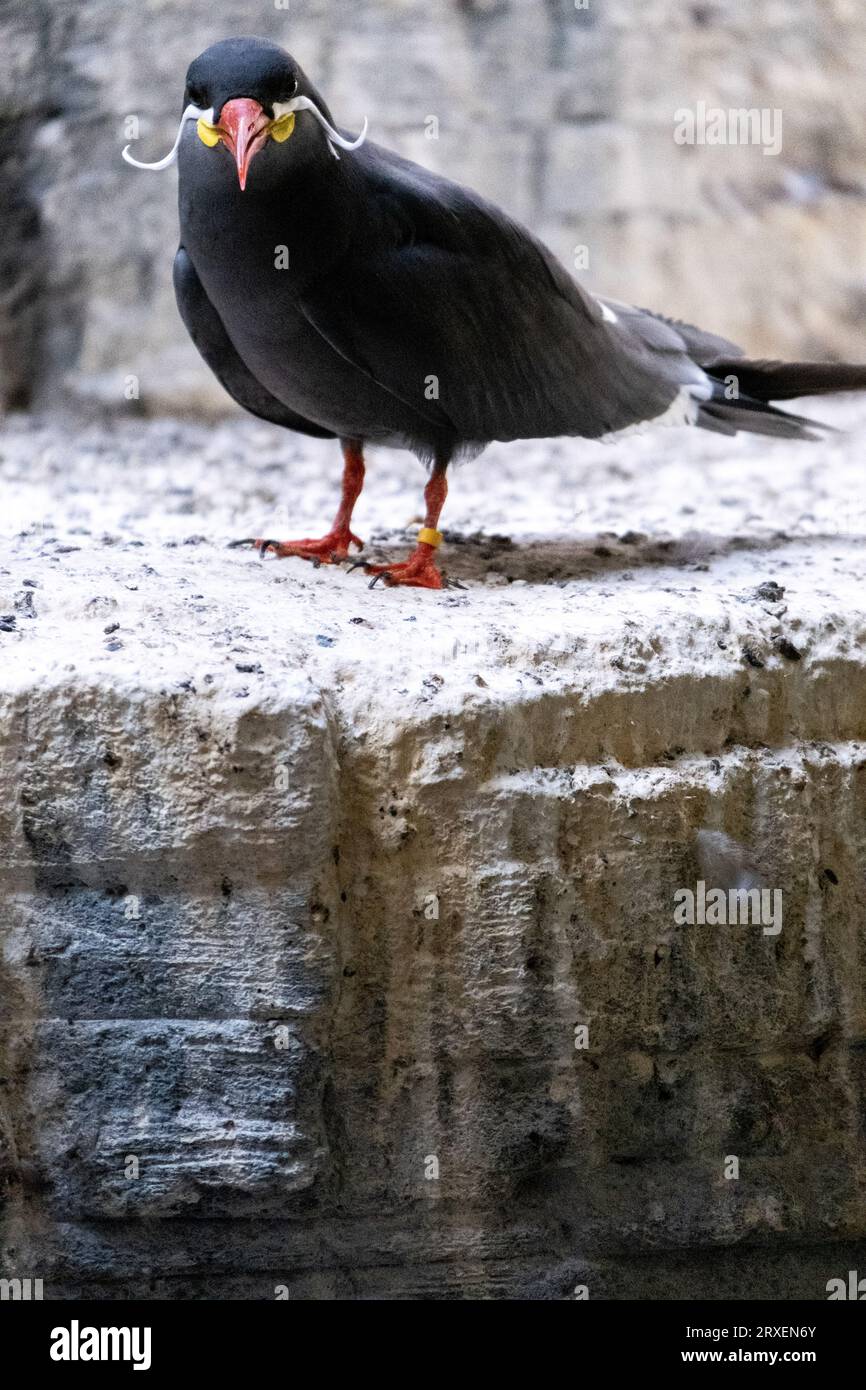Pays-Bas, Amsterdam le 2022-09-22. Photographie animalière au zoo Artis à Amsterdam. Photographie de Martin Bertrand. Pays-Bas, Amsterdam le 2022-09-22. Banque D'Images