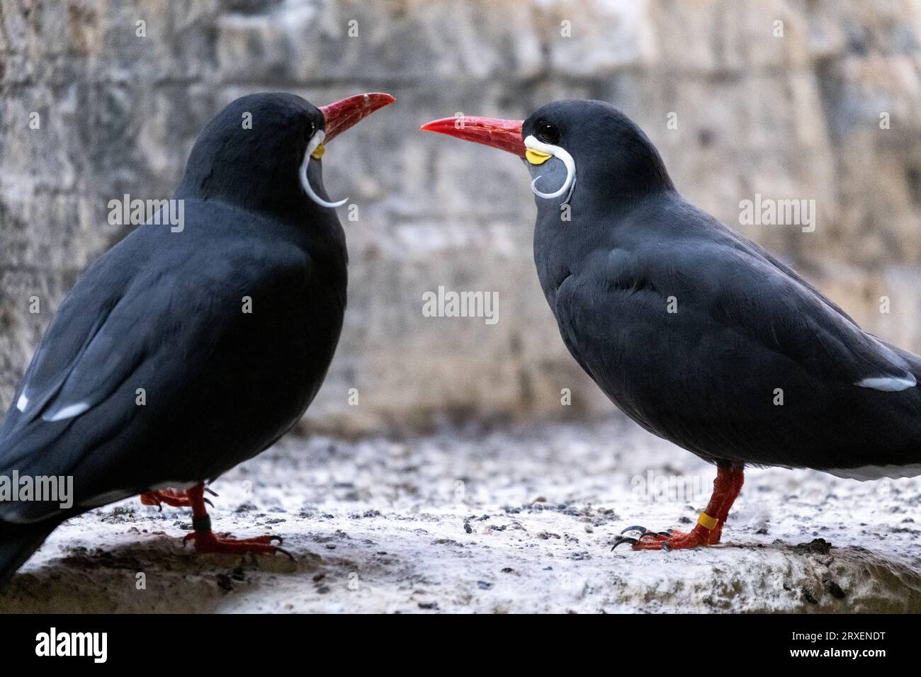 Pays-Bas, Amsterdam le 2022-09-22. Photographie animalière au zoo Artis à Amsterdam. Photographie de Martin Bertrand. Pays-Bas, Amsterdam le 2022-09-22. Banque D'Images