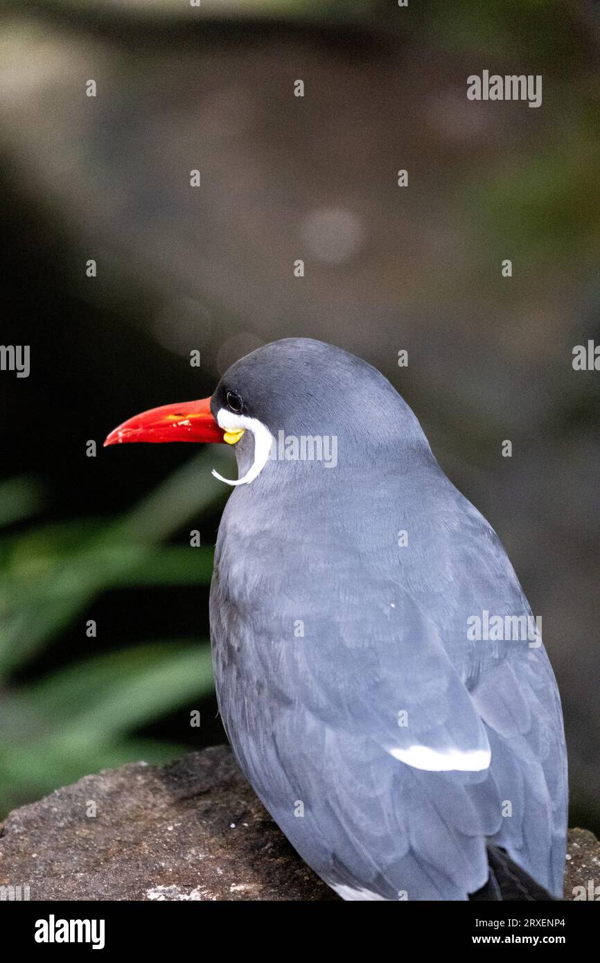 Pays-Bas, Amsterdam le 2022-09-22. Photographie animalière au zoo Artis à Amsterdam. Photographie de Martin Bertrand. Pays-Bas, Amsterdam le 2022-09-22. Banque D'Images
