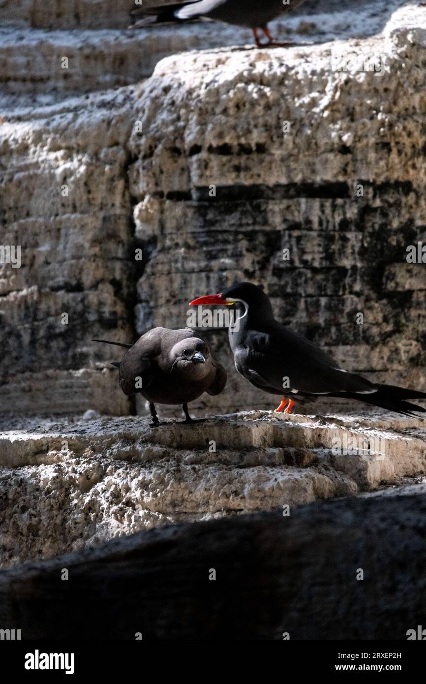 Pays-Bas, Amsterdam le 2022-09-22. Photographie animalière au zoo Artis à Amsterdam. Photographie de Martin Bertrand. Pays-Bas, Amsterdam le 2022-09-22. Banque D'Images