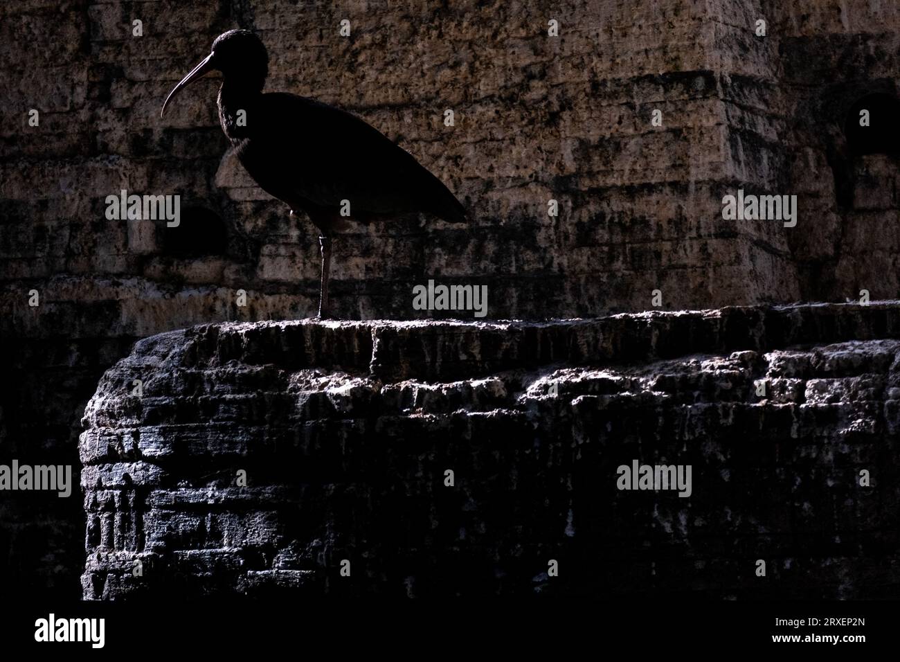 Pays-Bas, Amsterdam le 2022-09-22. Photographie animalière au zoo Artis à Amsterdam. Photographie de Martin Bertrand. Pays-Bas, Amsterdam le 2022-09-22. Banque D'Images