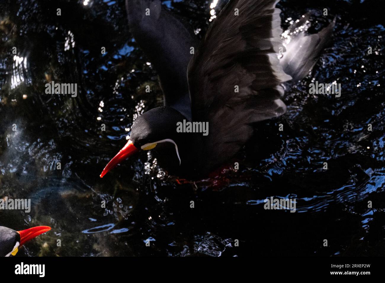 Pays-Bas, Amsterdam le 2022-09-22. Photographie animalière au zoo Artis à Amsterdam. Photographie de Martin Bertrand. Pays-Bas, Amsterdam le 2022-09-22. Banque D'Images