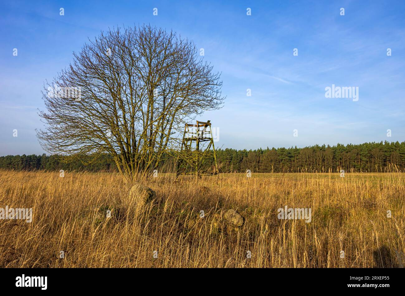 Paysage de champ de Mecklembourg avec arbre et stand de chasseur près de Demmin, Mecklembourg-Poméranie occidentale, Allemagne. Banque D'Images