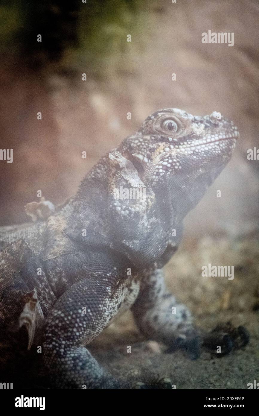 Pays-Bas, Amsterdam le 2022-09-22. Photographie animalière au zoo Artis à Amsterdam. Photographie de Martin Bertrand. Pays-Bas, Amsterdam le 2022-09-22. Banque D'Images