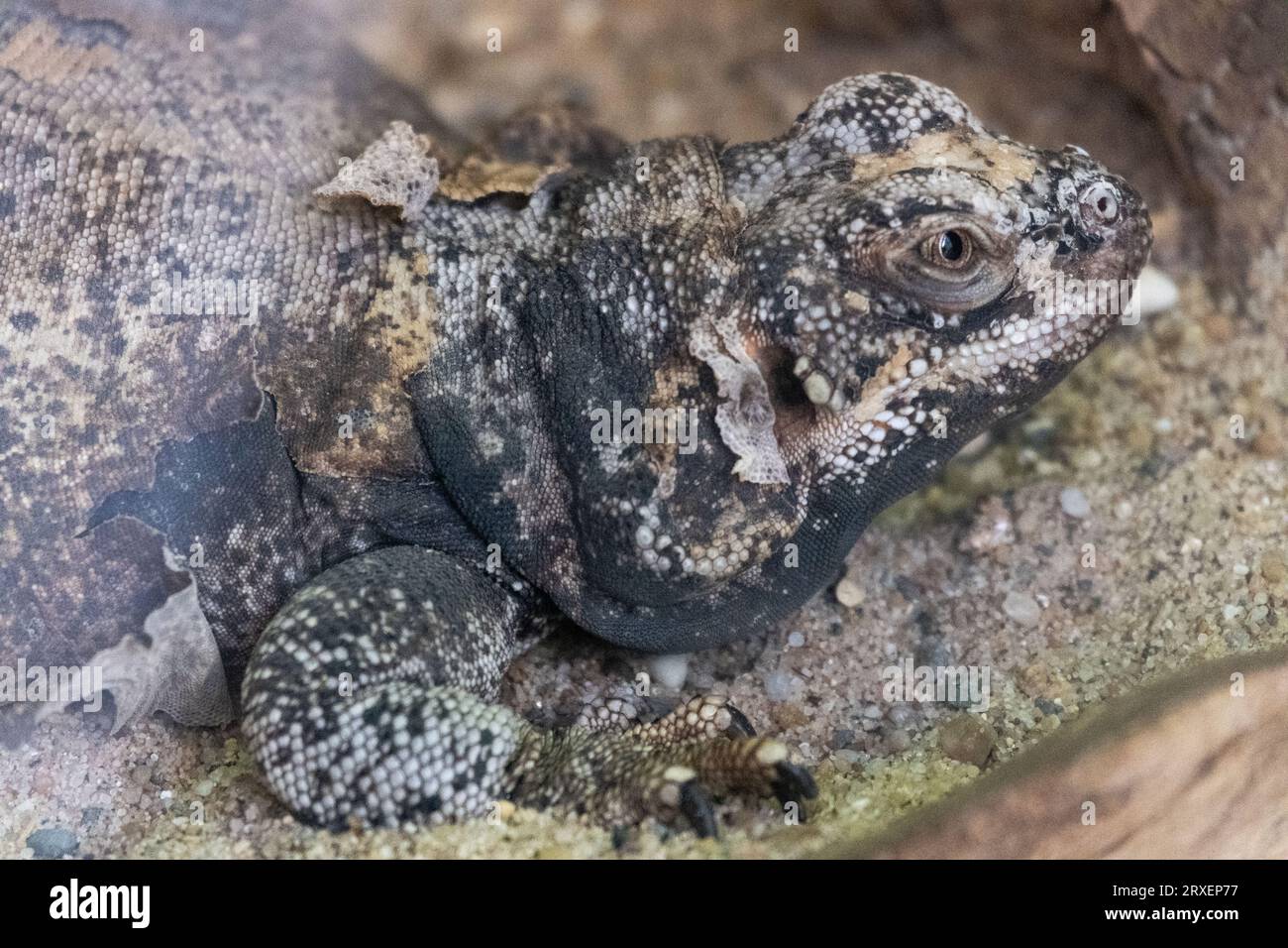Pays-Bas, Amsterdam le 2022-09-22. Photographie animalière au zoo Artis à Amsterdam. Photographie de Martin Bertrand. Pays-Bas, Amsterdam le 2022-09-22. Banque D'Images