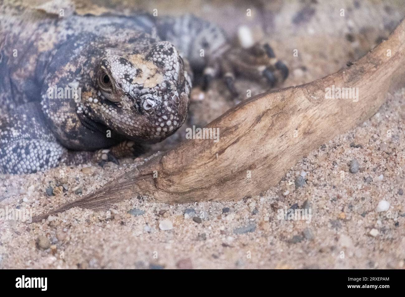 Pays-Bas, Amsterdam le 2022-09-22. Photographie animalière au zoo Artis à Amsterdam. Photographie de Martin Bertrand. Pays-Bas, Amsterdam le 2022-09-22. Banque D'Images