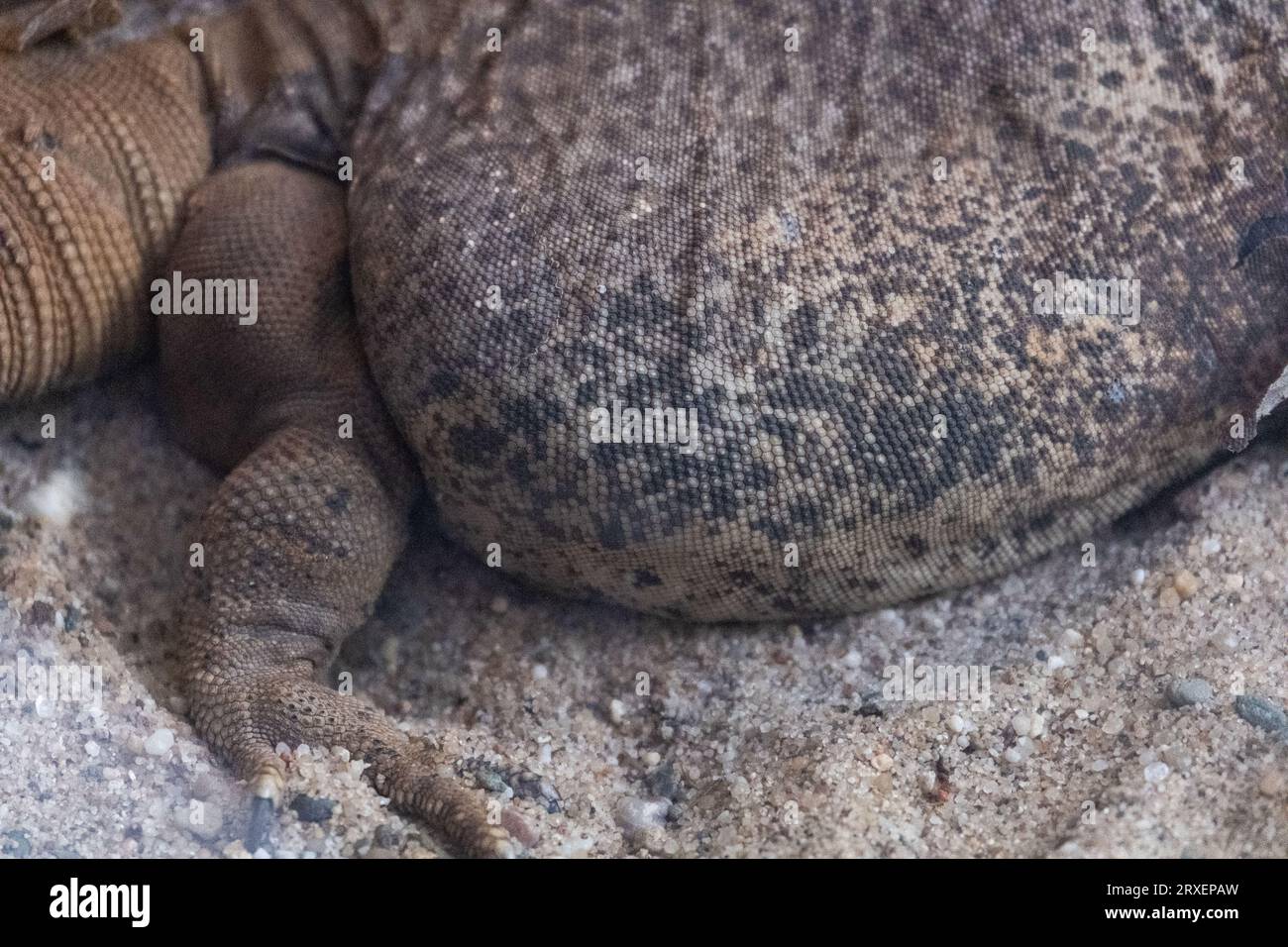 Pays-Bas, Amsterdam le 2022-09-22. Photographie animalière au zoo Artis à Amsterdam. Photographie de Martin Bertrand. Pays-Bas, Amsterdam le 2022-09-22. Banque D'Images