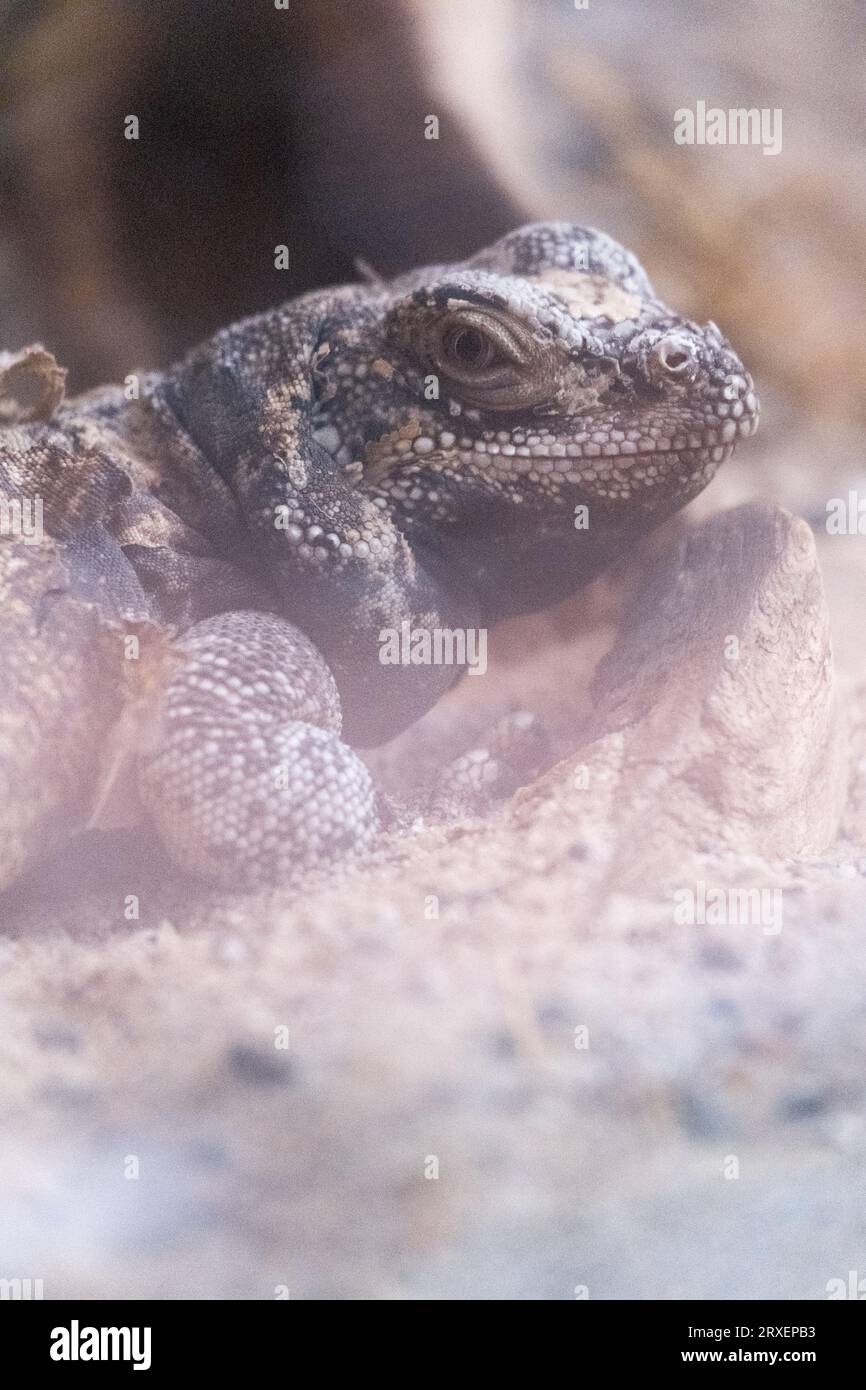 Pays-Bas, Amsterdam le 2022-09-22. Photographie animalière au zoo Artis à Amsterdam. Photographie de Martin Bertrand. Pays-Bas, Amsterdam le 2022-09-22. Banque D'Images