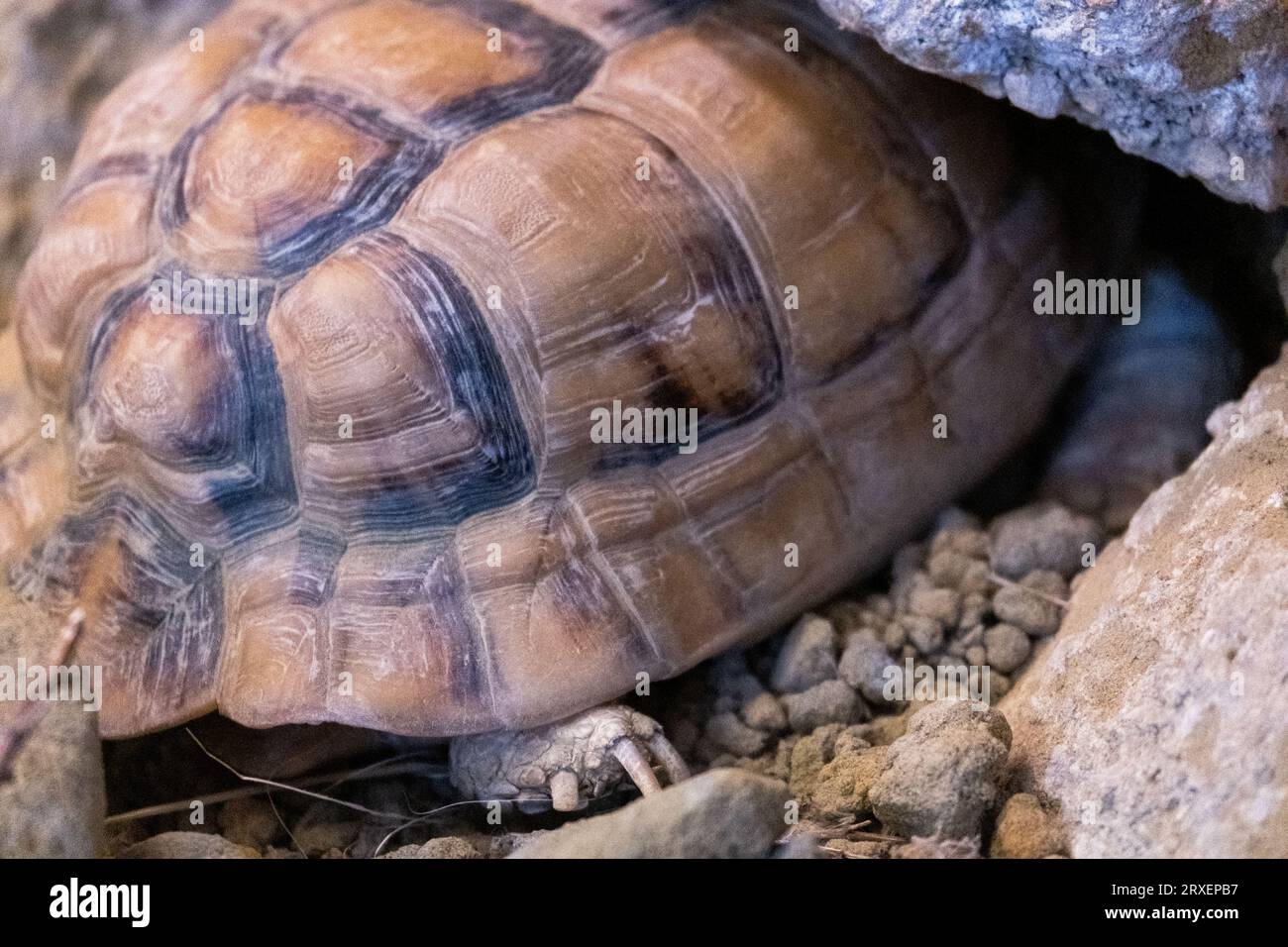Pays-Bas, Amsterdam le 2022-09-22. Photographie animalière au zoo Artis à Amsterdam. Photographie de Martin Bertrand. Pays-Bas, Amsterdam le 2022-09-22. Banque D'Images