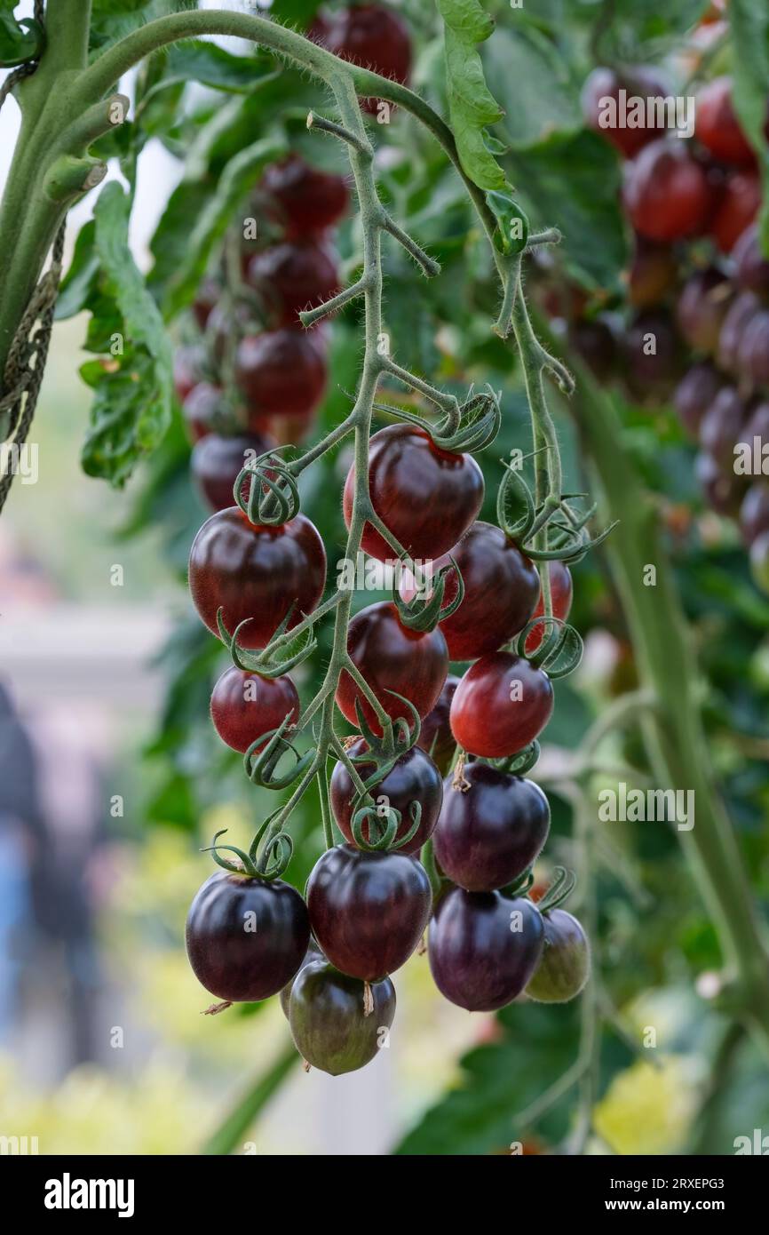 Solanum lycopersicum, F1, rouge bicolore, lune noire de tomate, cerise de prune ovale Banque D'Images
