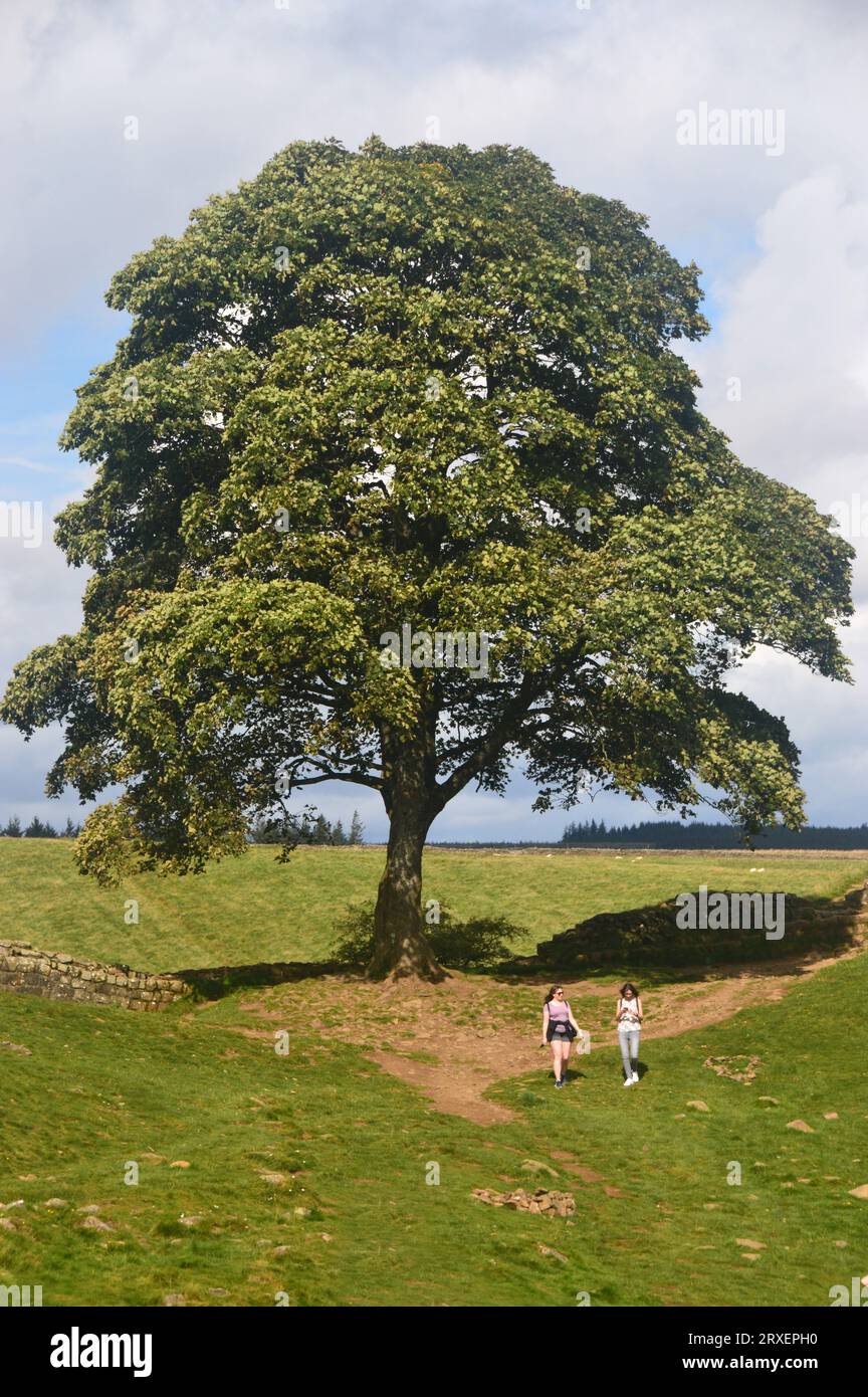 Le Sycamore Gap Tree ou Robin des Bois Tree sur le chemin du mur d'Hadrien par Crag Lough près d'une fois brassée dans le parc national de Northumberland, Angleterre, Royaume-Uni. Banque D'Images