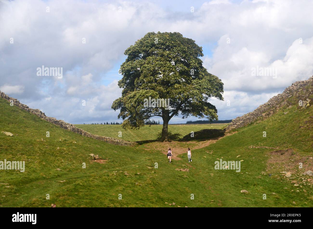 Le Sycamore Gap Tree ou Robin des Bois Tree sur le chemin du mur d'Hadrien par Crag Lough près d'une fois brassée dans le parc national de Northumberland, Angleterre, Royaume-Uni. Banque D'Images