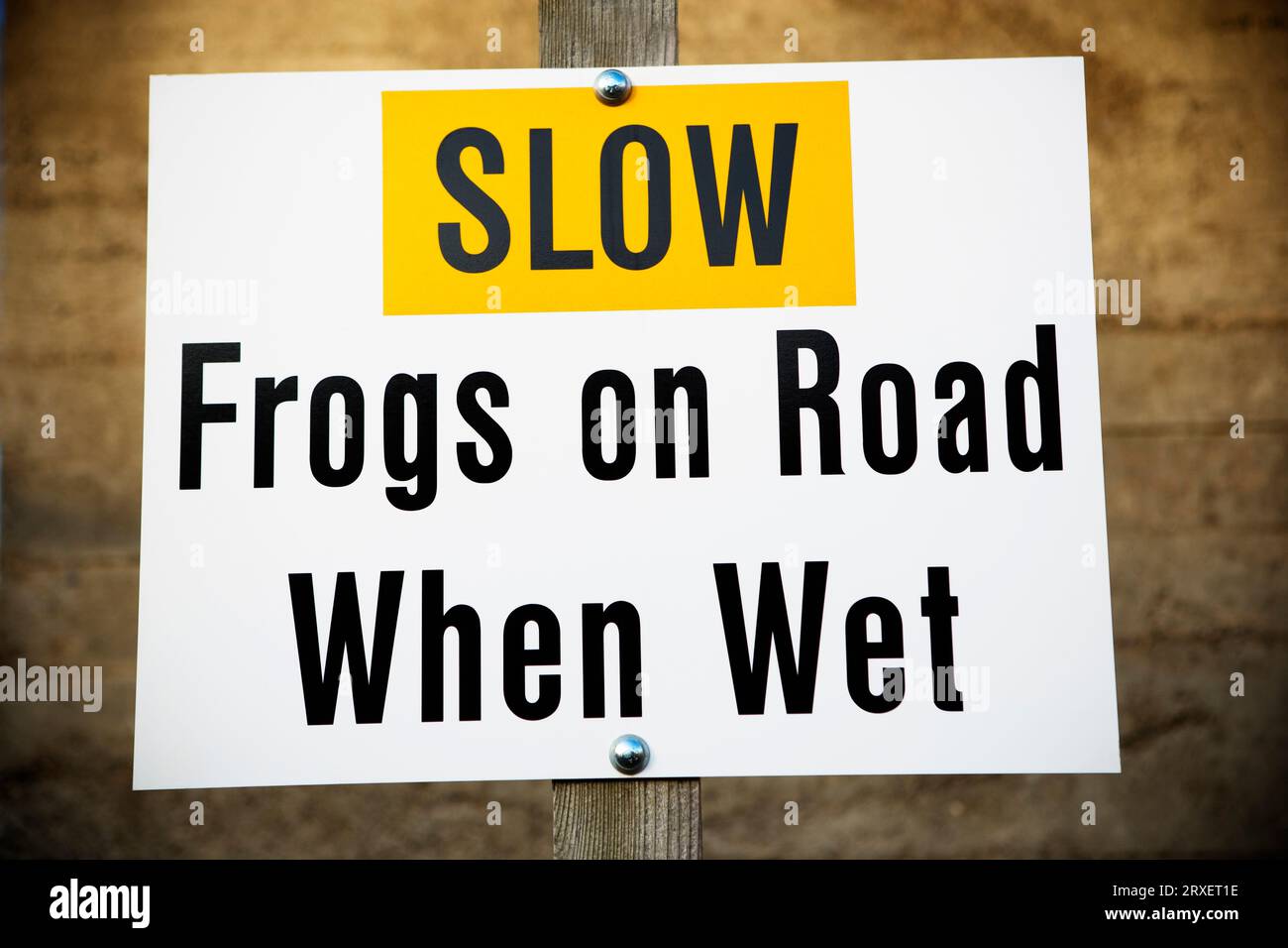 Slow grenouilles sur la route quand humide signe. Banque D'Images