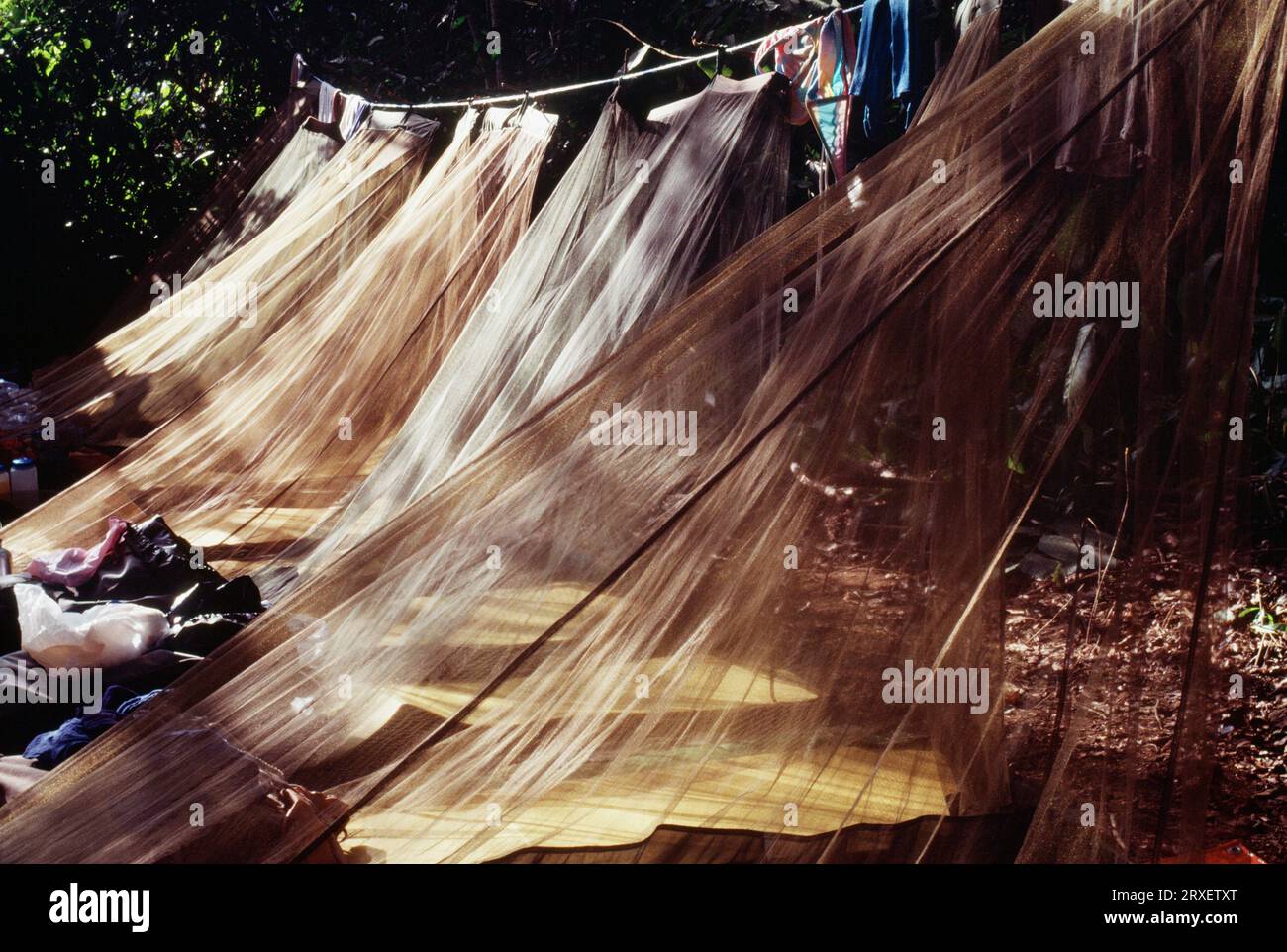 Une rangée de moustiquaires au-dessus des couches de couchage dans le Darian Gap, Panama. Banque D'Images