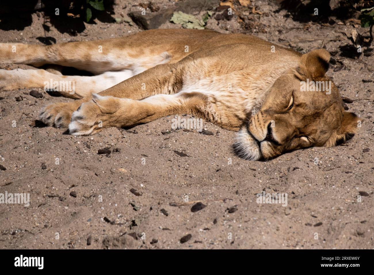 Pays-Bas, Amsterdam le 2022-09-22. Photographie animalière au zoo Artis à Amsterdam. Photographie de Martin Bertrand. Pays-Bas, Amsterdam le 2022-09-22. Banque D'Images