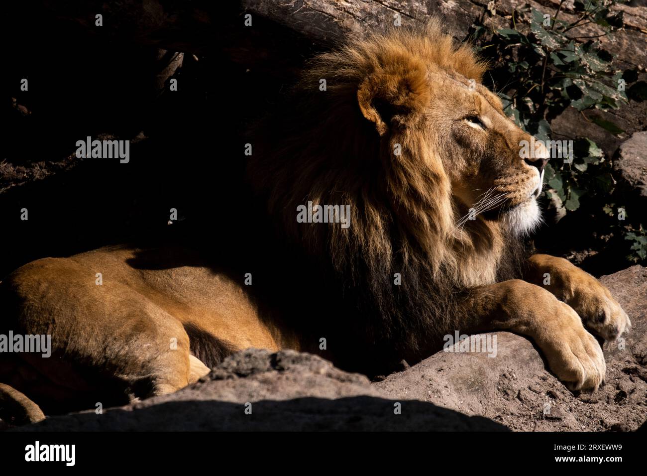 Pays-Bas, Amsterdam le 2022-09-22. Photographie animalière au zoo Artis à Amsterdam. Photographie de Martin Bertrand. Pays-Bas, Amsterdam le 2022-09-22. Banque D'Images