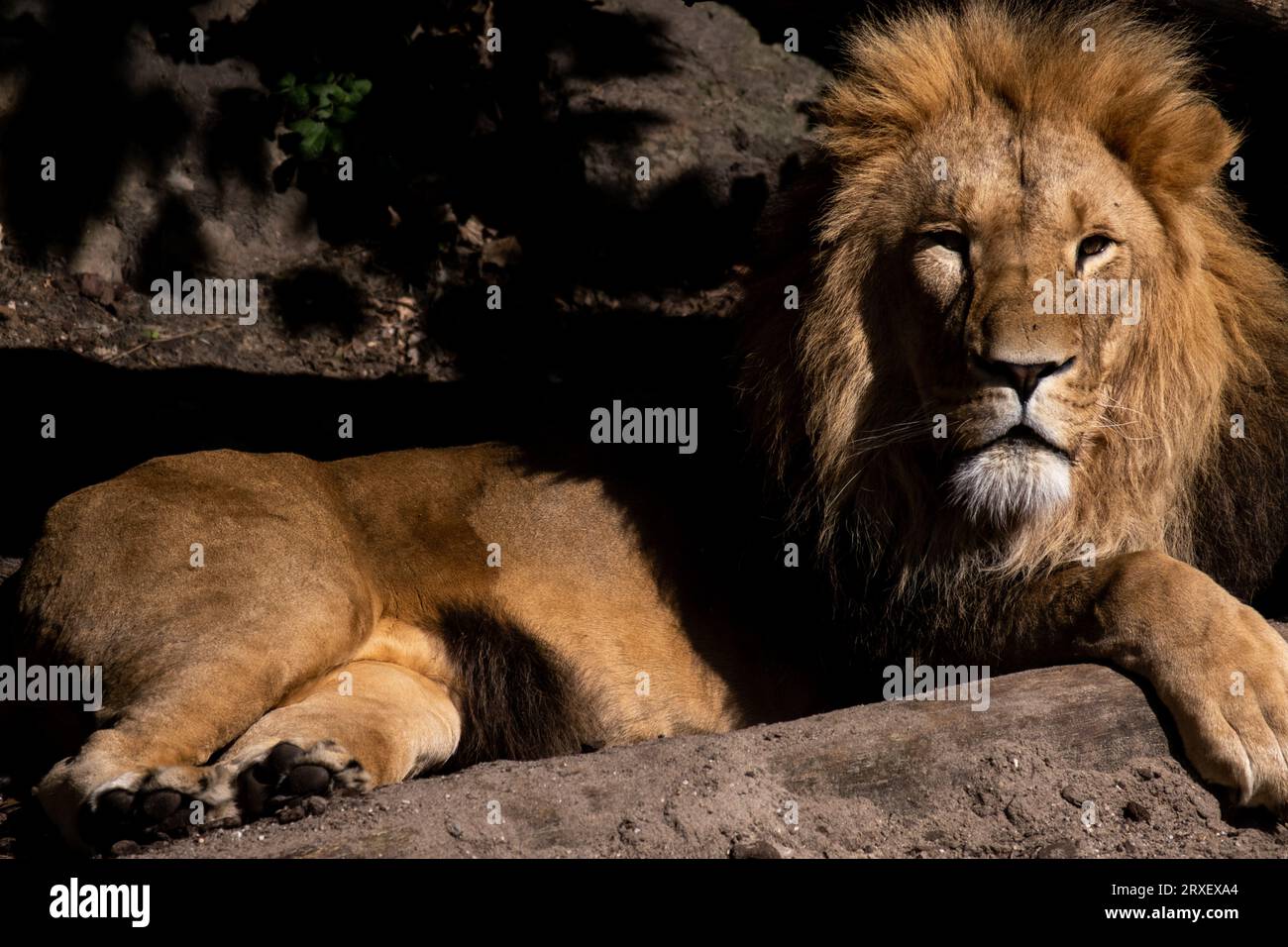 Pays-Bas, Amsterdam le 2022-09-22. Photographie animalière au zoo Artis à Amsterdam. Photographie de Martin Bertrand. Pays-Bas, Amsterdam le 2022-09-22. Banque D'Images