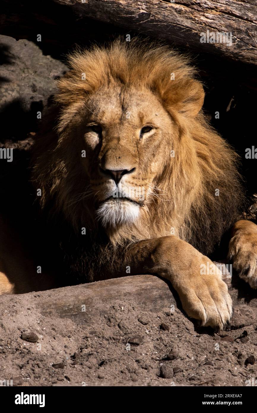 Pays-Bas, Amsterdam le 2022-09-22. Photographie animalière au zoo Artis à Amsterdam. Photographie de Martin Bertrand. Pays-Bas, Amsterdam le 2022-09-22. Banque D'Images