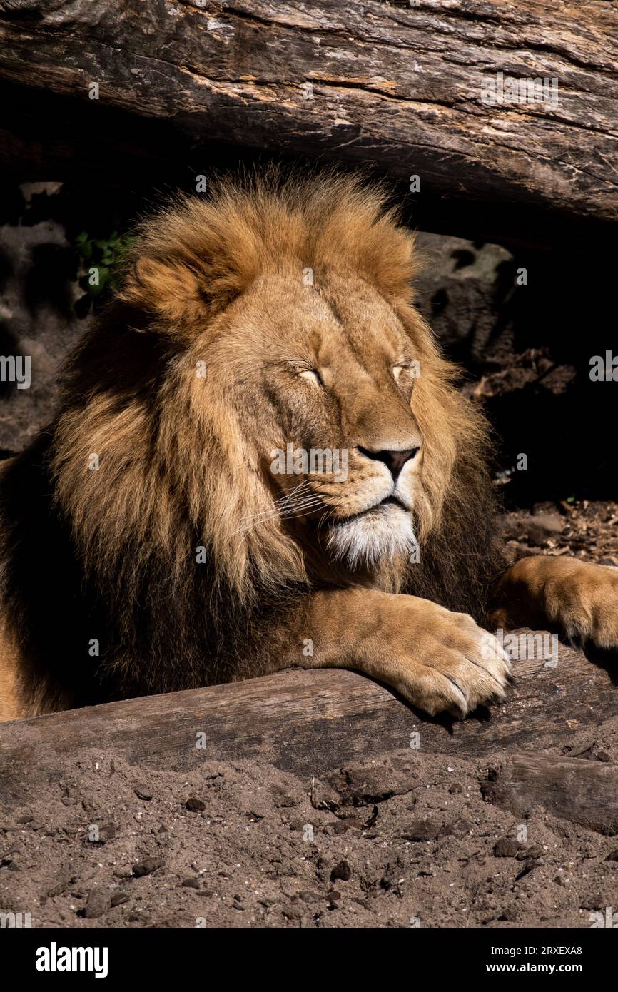 Pays-Bas, Amsterdam le 2022-09-22. Photographie animalière au zoo Artis à Amsterdam. Photographie de Martin Bertrand. Pays-Bas, Amsterdam le 2022-09-22. Banque D'Images