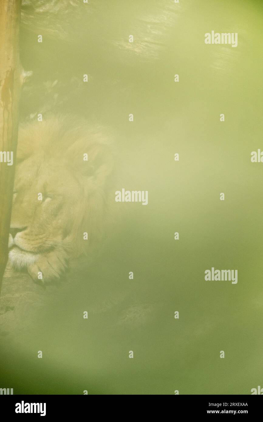 Pays-Bas, Amsterdam le 2022-09-22. Photographie animalière au zoo Artis à Amsterdam. Photographie de Martin Bertrand. Pays-Bas, Amsterdam le 2022-09-22. Banque D'Images