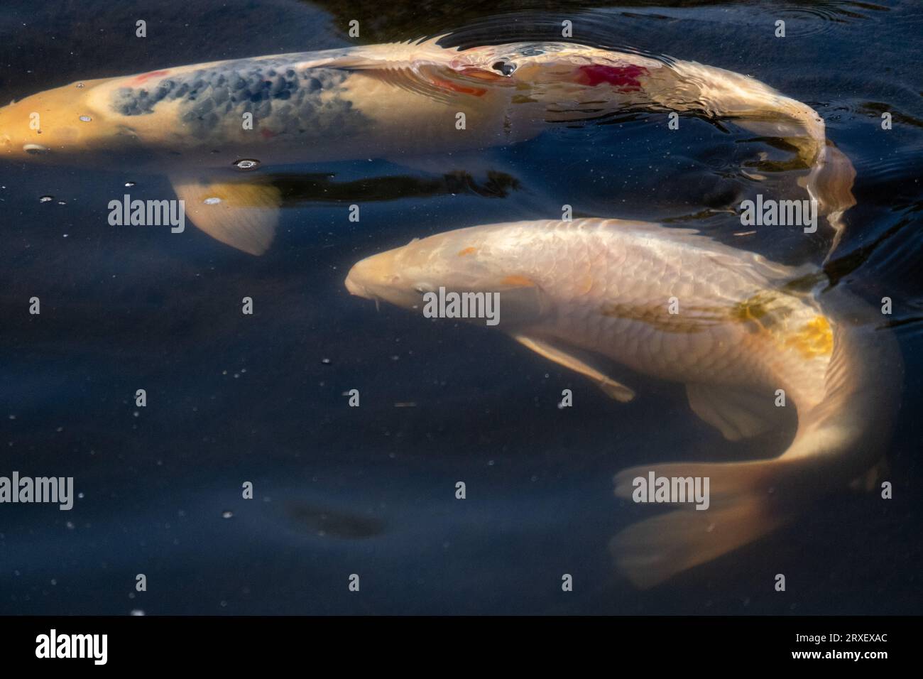 Pays-Bas, Amsterdam le 2022-09-22. Photographie animalière au zoo Artis à Amsterdam. Photographie de Martin Bertrand. Pays-Bas, Amsterdam le 2022-09-22. Banque D'Images