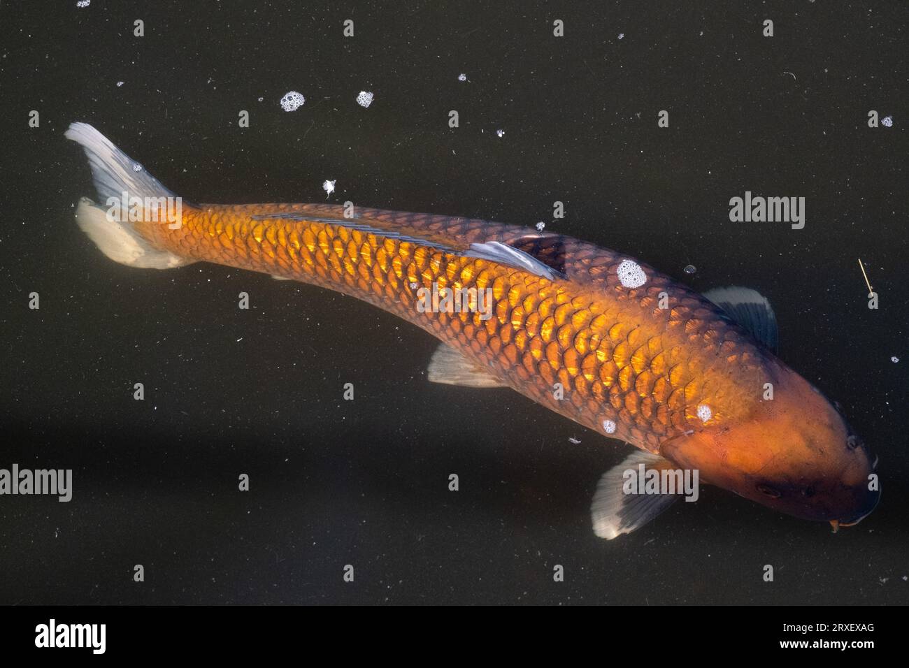 Pays-Bas, Amsterdam le 2022-09-22. Photographie animalière au zoo Artis à Amsterdam. Photographie de Martin Bertrand. Pays-Bas, Amsterdam le 2022-09-22. Banque D'Images