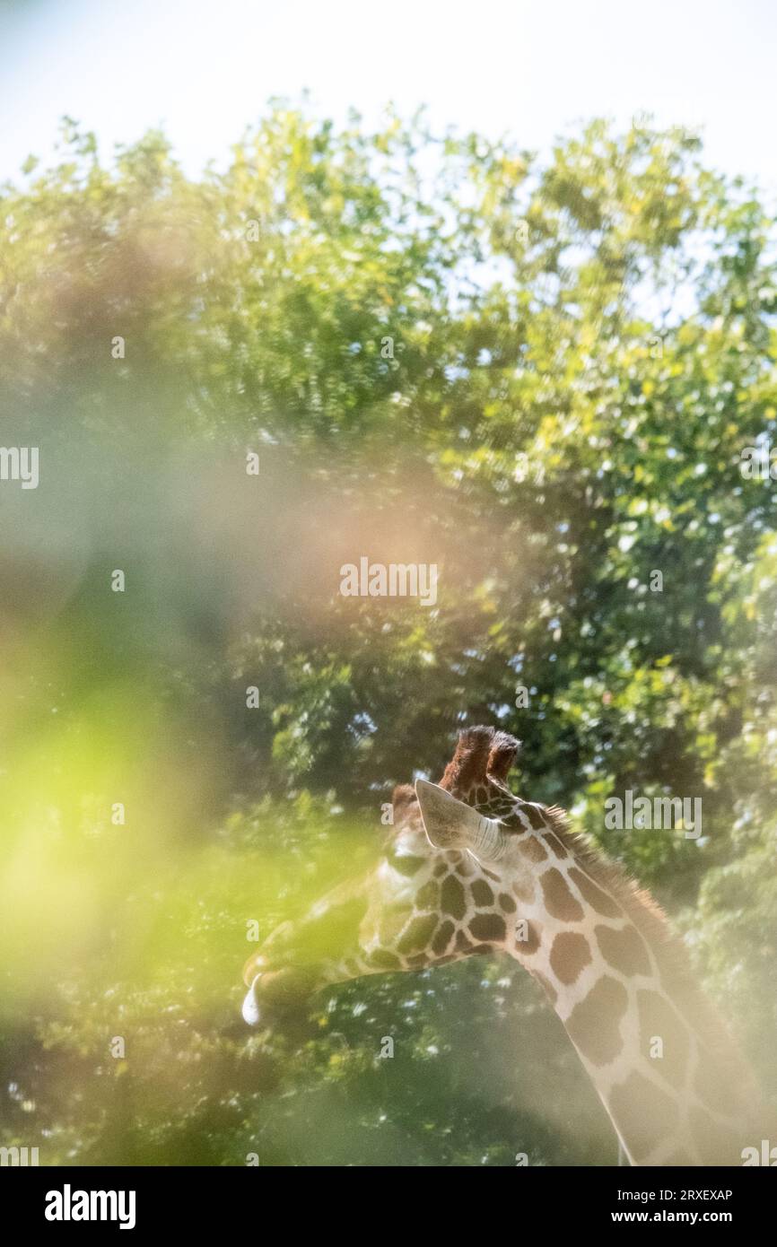 Pays-Bas, Amsterdam le 2022-09-22. Photographie animalière au zoo Artis à Amsterdam. Photographie de Martin Bertrand. Pays-Bas, Amsterdam le 2022-09-22. Banque D'Images