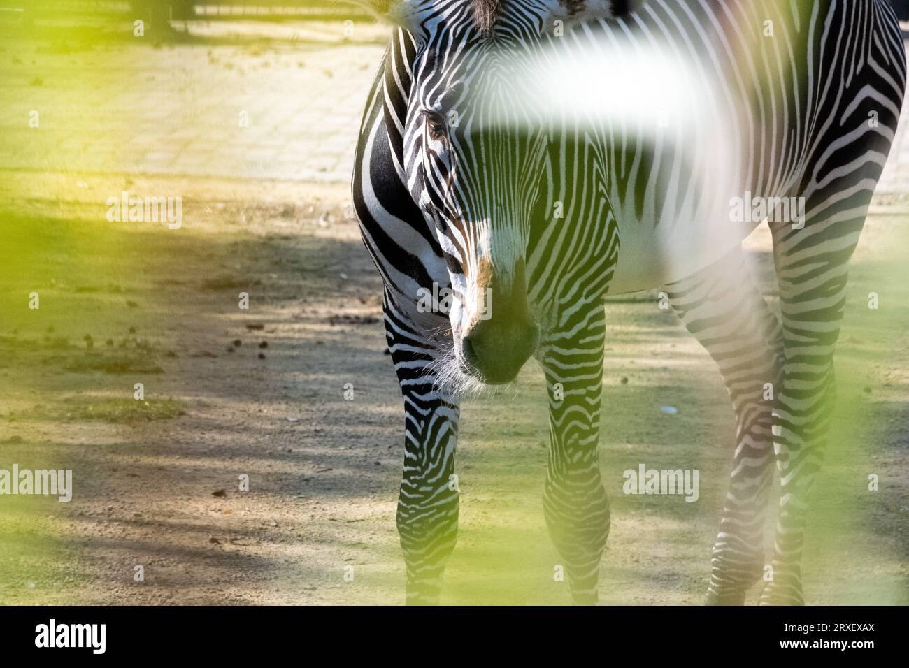 Pays-Bas, Amsterdam le 2022-09-22. Photographie animalière au zoo Artis à Amsterdam. Photographie de Martin Bertrand. Pays-Bas, Amsterdam le 2022-09-22. Banque D'Images