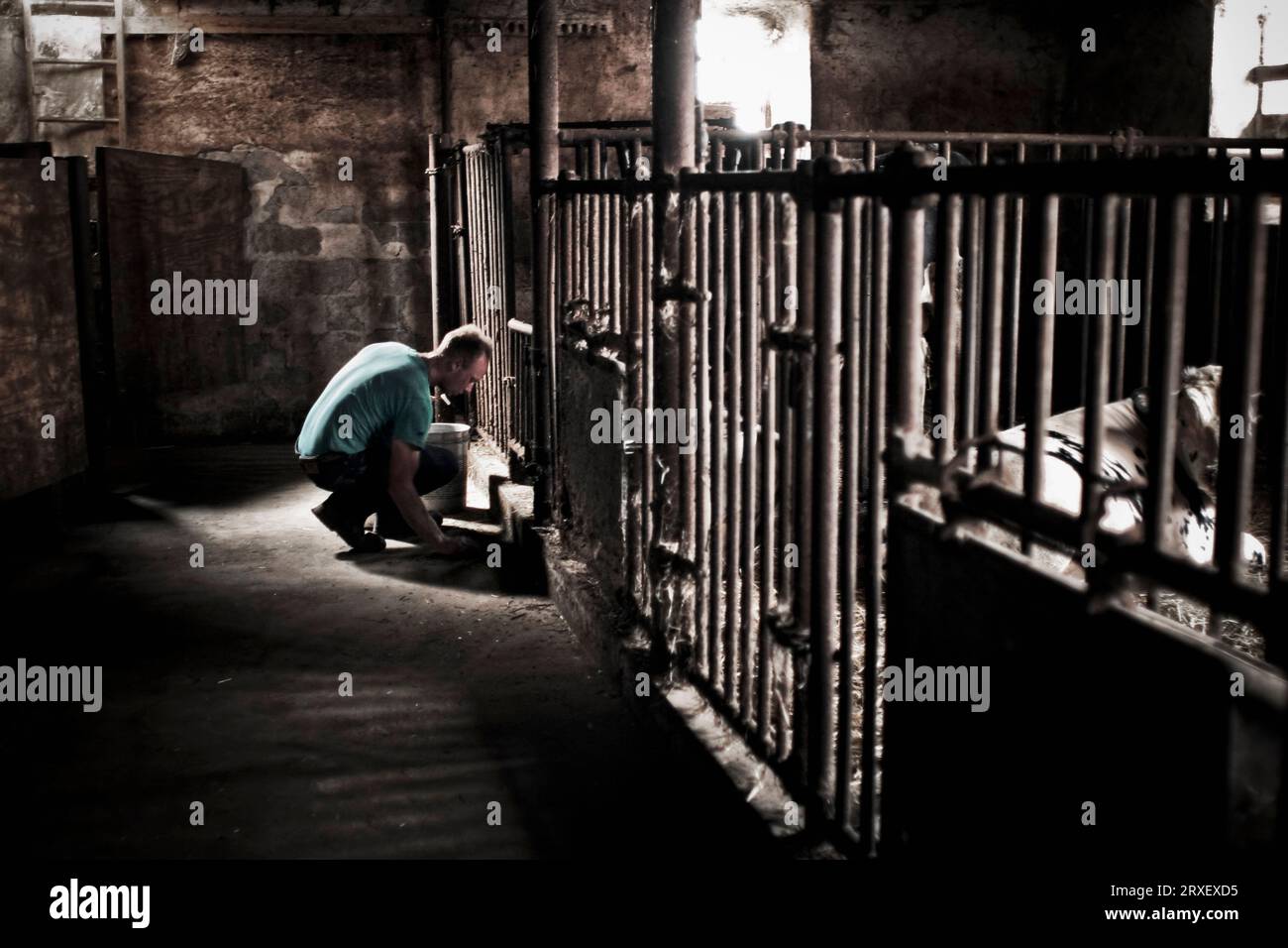 Un homme squatte pour s'occuper d'un taureau à travers une cage barrée dans une grange sombre à Keymar, Maryland. Banque D'Images