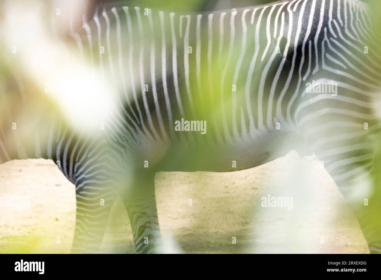 Pays-Bas, Amsterdam le 2022-09-22. Photographie animalière au zoo Artis à Amsterdam. Photographie de Martin Bertrand. Pays-Bas, Amsterdam le 2022-09-22. Banque D'Images