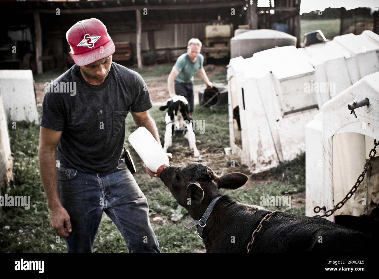 Un homme nourrit un veau avec une bouteille de lait tandis que son frère s'occupe d'un autre veau dans leur ferme familiale à Keymar, dans le Maryland. Banque D'Images