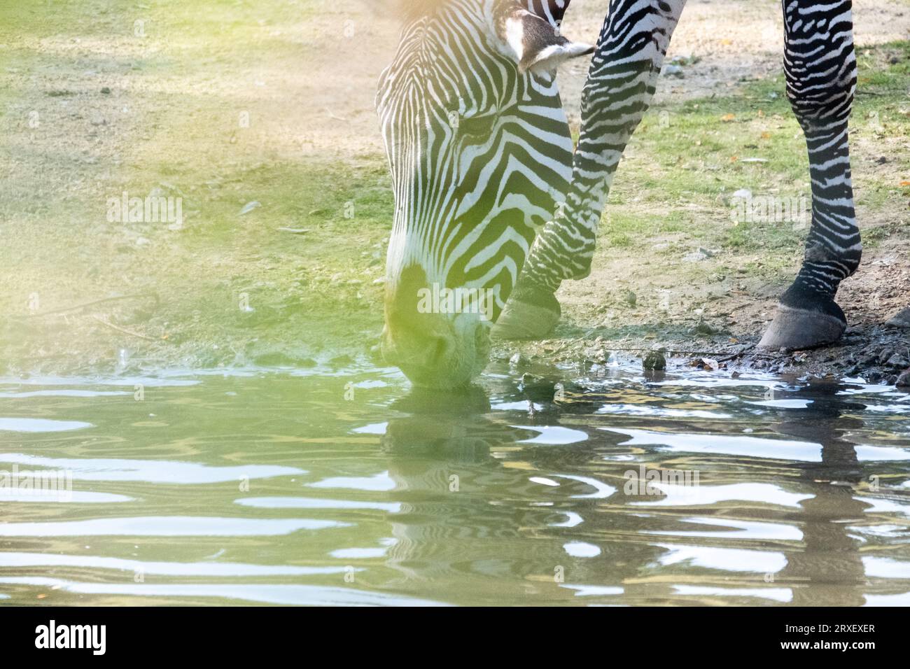 Pays-Bas, Amsterdam le 2022-09-22. Photographie animalière au zoo Artis à Amsterdam. Photographie de Martin Bertrand. Pays-Bas, Amsterdam le 2022-09-22. Banque D'Images