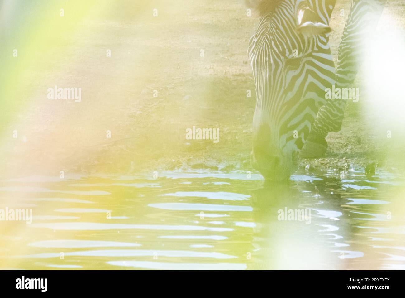 Pays-Bas, Amsterdam le 2022-09-22. Photographie animalière au zoo Artis à Amsterdam. Photographie de Martin Bertrand. Pays-Bas, Amsterdam le 2022-09-22. Banque D'Images