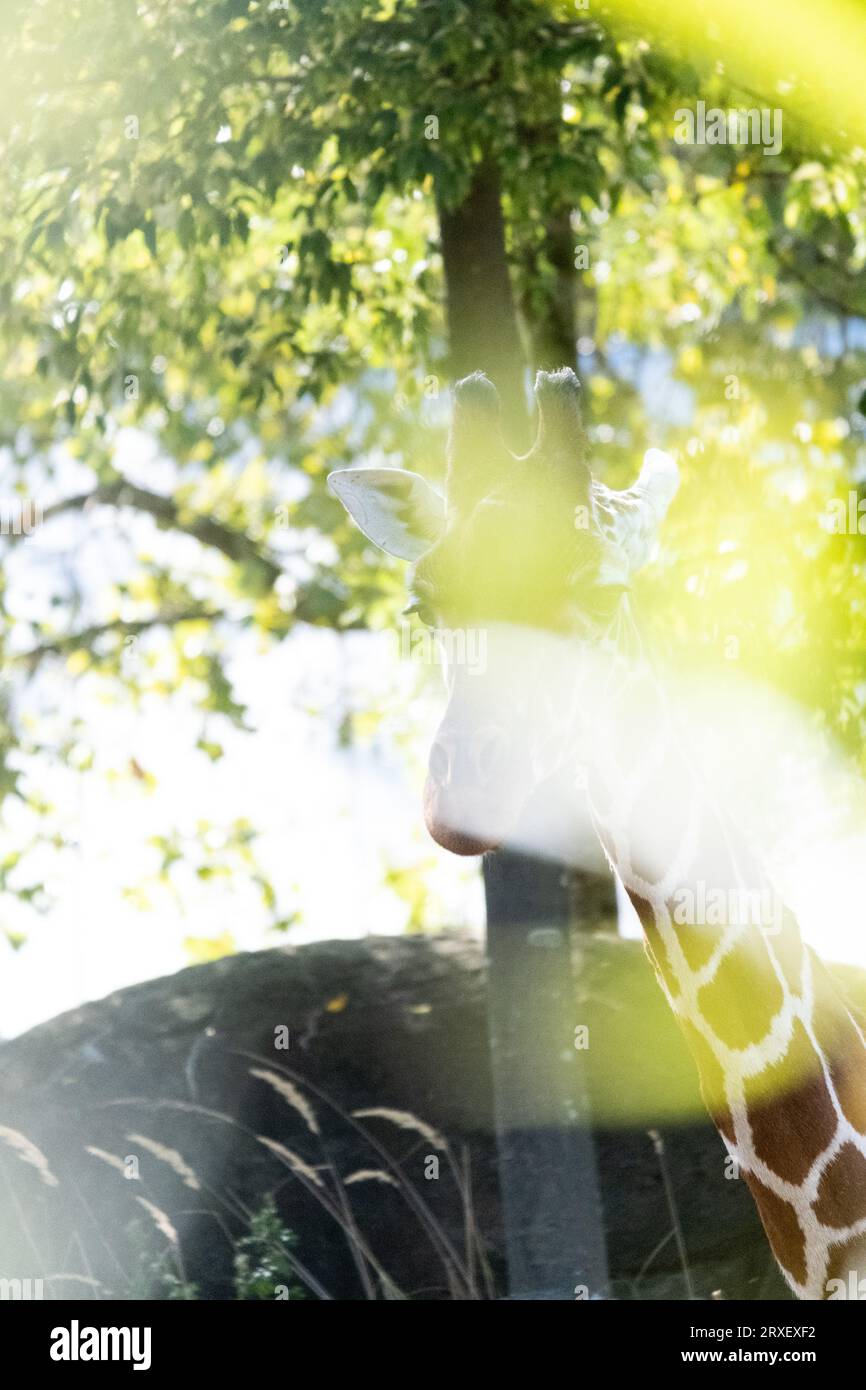 Pays-Bas, Amsterdam le 2022-09-22. Photographie animalière au zoo Artis à Amsterdam. Photographie de Martin Bertrand. Pays-Bas, Amsterdam le 2022-09-22. Banque D'Images