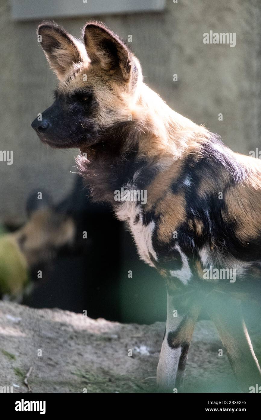 Pays-Bas, Amsterdam le 2022-09-22. Photographie animalière au zoo Artis à Amsterdam. Photographie de Martin Bertrand. Pays-Bas, Amsterdam le 2022-09-22. Banque D'Images