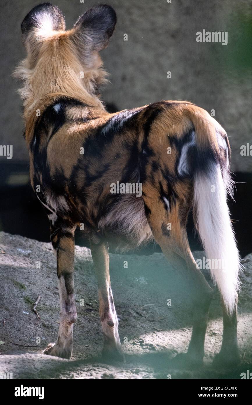 Pays-Bas, Amsterdam le 2022-09-22. Photographie animalière au zoo Artis à Amsterdam. Photographie de Martin Bertrand. Pays-Bas, Amsterdam le 2022-09-22. Banque D'Images