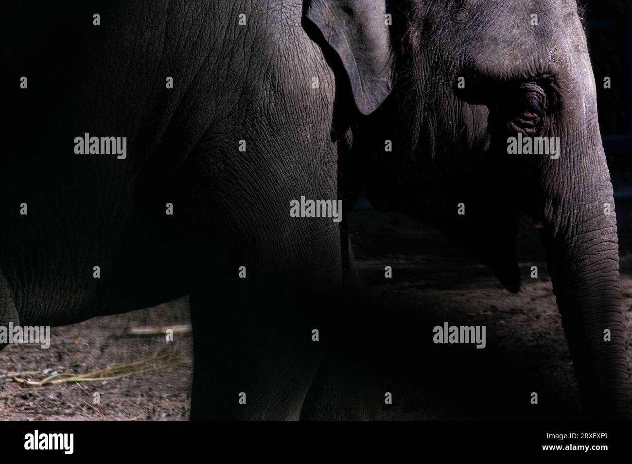 Pays-Bas, Amsterdam le 2022-09-22. Photographie animalière au zoo Artis à Amsterdam. Photographie de Martin Bertrand. Pays-Bas, Amsterdam le 2022-09-22. Banque D'Images