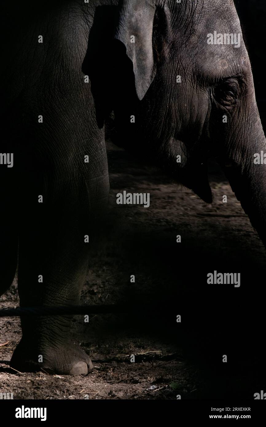 Pays-Bas, Amsterdam le 2022-09-22. Photographie animalière au zoo Artis à Amsterdam. Photographie de Martin Bertrand. Pays-Bas, Amsterdam le 2022-09-22. Banque D'Images