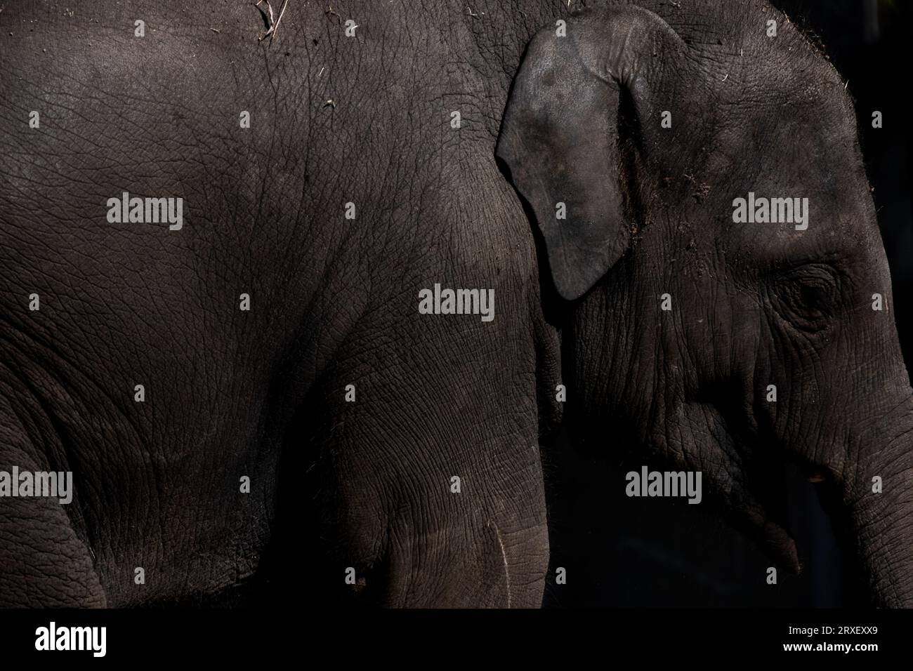 Pays-Bas, Amsterdam le 2022-09-22. Photographie animalière au zoo Artis à Amsterdam. Photographie de Martin Bertrand. Pays-Bas, Amsterdam le 2022-09-22. Banque D'Images