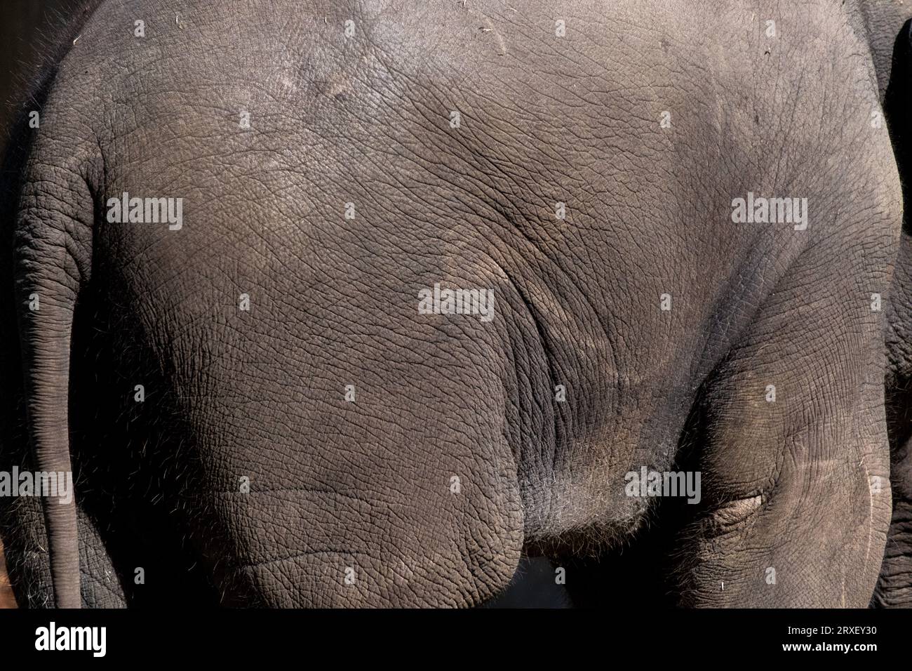 Pays-Bas, Amsterdam le 2022-09-22. Photographie animalière au zoo Artis à Amsterdam. Photographie de Martin Bertrand. Pays-Bas, Amsterdam le 2022-09-22. Banque D'Images