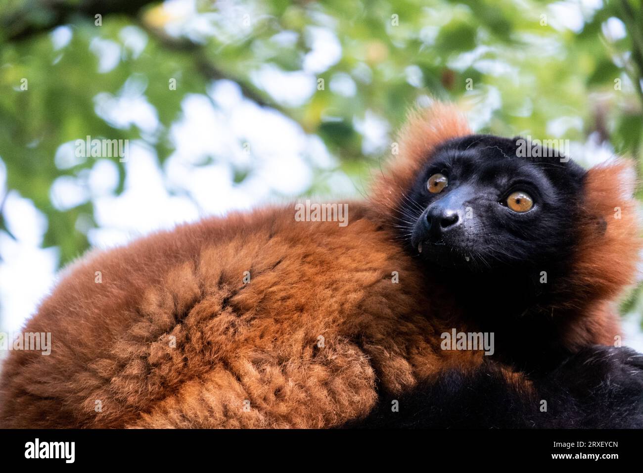 Pays-Bas, Amsterdam le 2022-09-22. Photographie animalière au zoo Artis à Amsterdam. Photographie de Martin Bertrand. Pays-Bas, Amsterdam le 2022-09-22. Banque D'Images