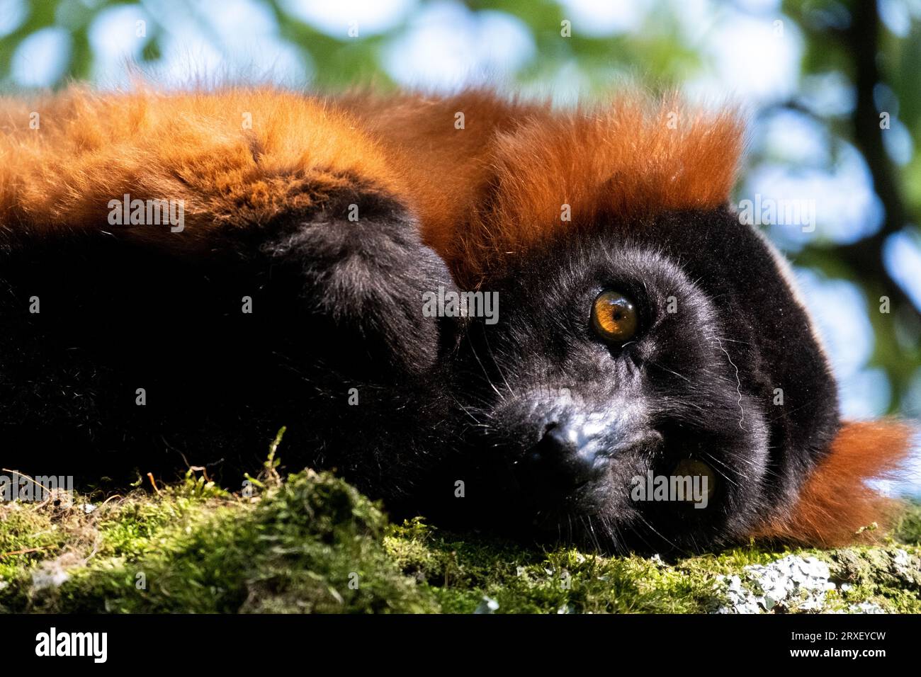 Pays-Bas, Amsterdam le 2022-09-22. Photographie animalière au zoo Artis à Amsterdam. Photographie de Martin Bertrand. Pays-Bas, Amsterdam le 2022-09-22. Banque D'Images