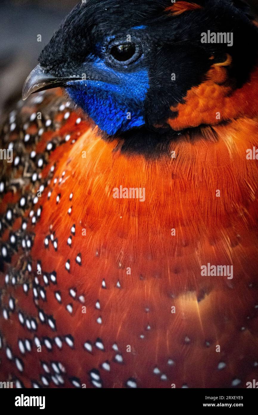 Pays-Bas, Amsterdam le 2022-09-22. Photographie animalière au zoo Artis à Amsterdam. Photographie de Martin Bertrand. Pays-Bas, Amsterdam le 2022-09-22. Banque D'Images