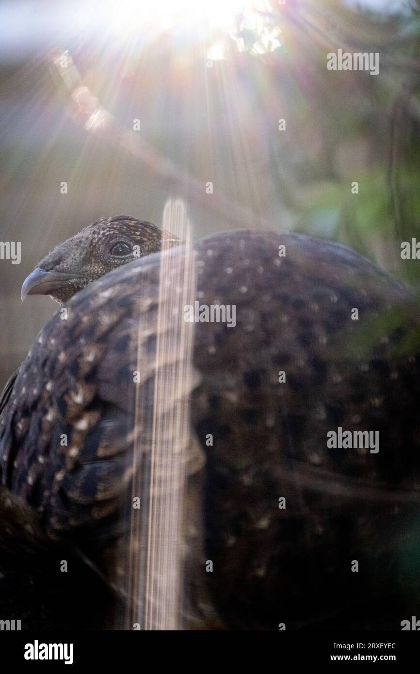 Pays-Bas, Amsterdam le 2022-09-22. Photographie animalière au zoo Artis à Amsterdam. Photographie de Martin Bertrand. Pays-Bas, Amsterdam le 2022-09-22. Banque D'Images