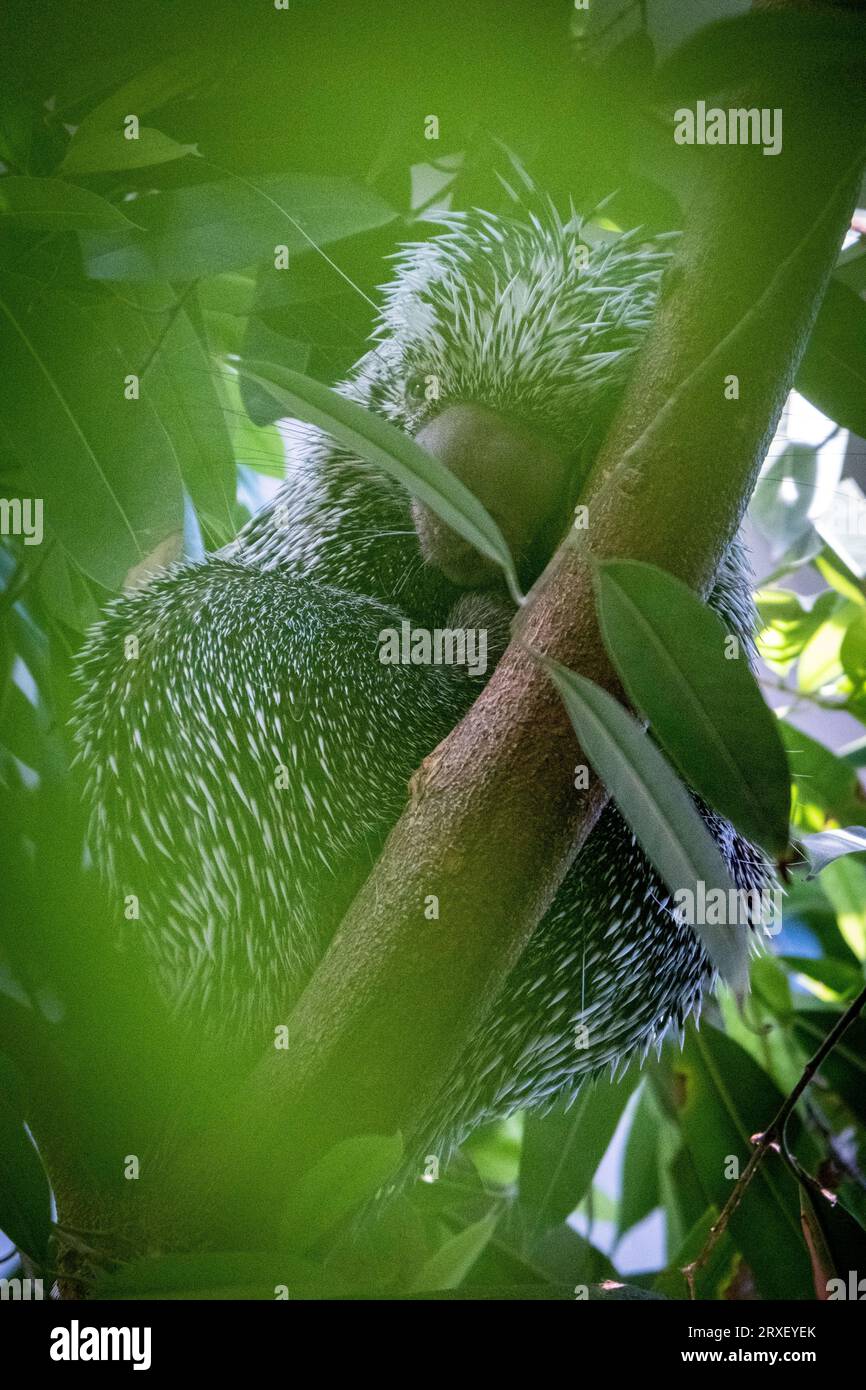 Pays-Bas, Amsterdam le 2022-09-22. Photographie animalière au zoo Artis à Amsterdam. Photographie de Martin Bertrand. Pays-Bas, Amsterdam le 2022-09-22. Banque D'Images