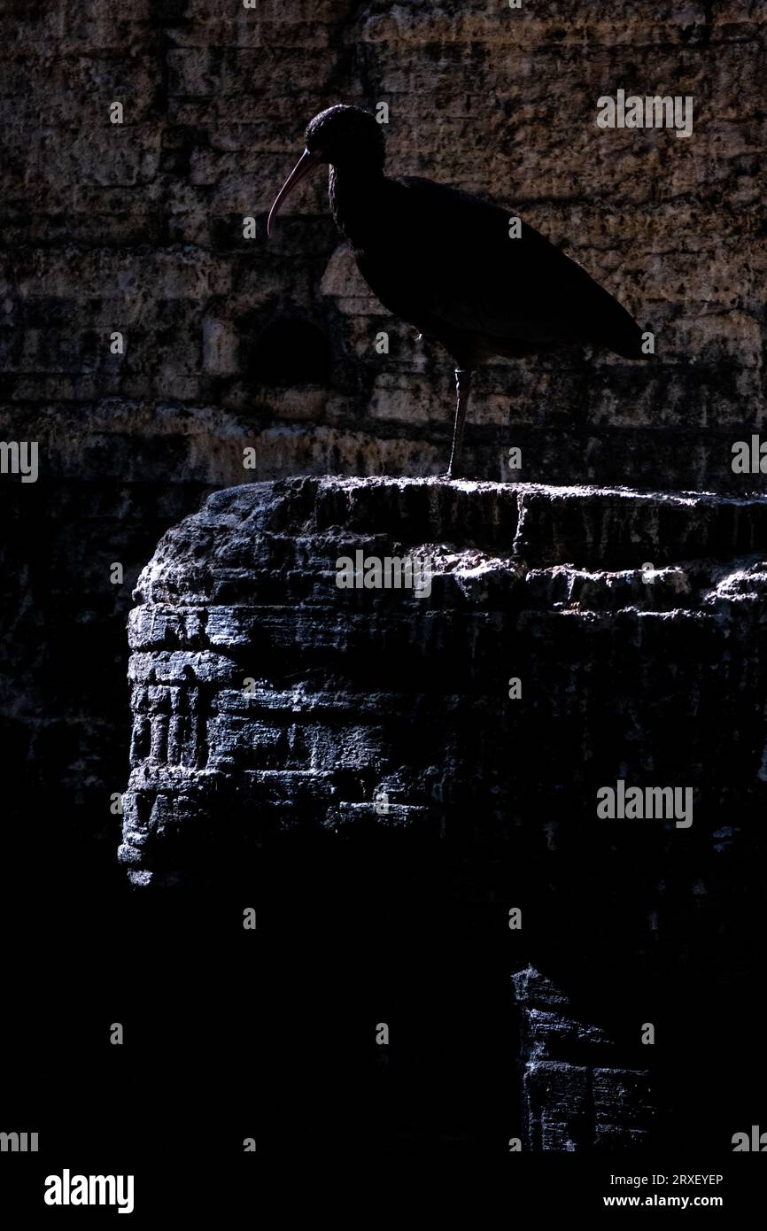 Pays-Bas, Amsterdam le 2022-09-22. Photographie animalière au zoo Artis à Amsterdam. Photographie de Martin Bertrand. Pays-Bas, Amsterdam le 2022-09-22. Banque D'Images